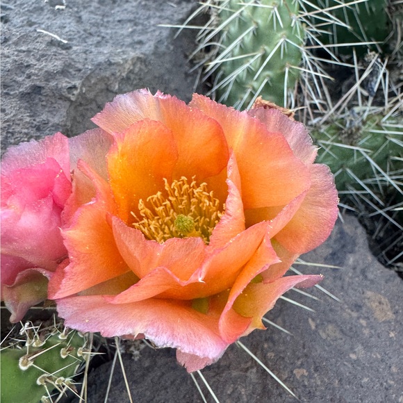 cinnamon_rose